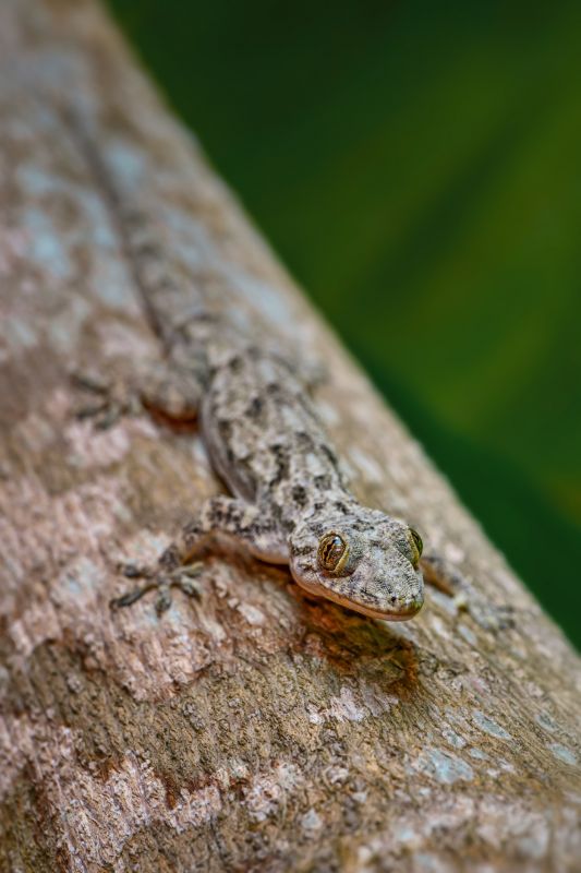 Gecko Removal