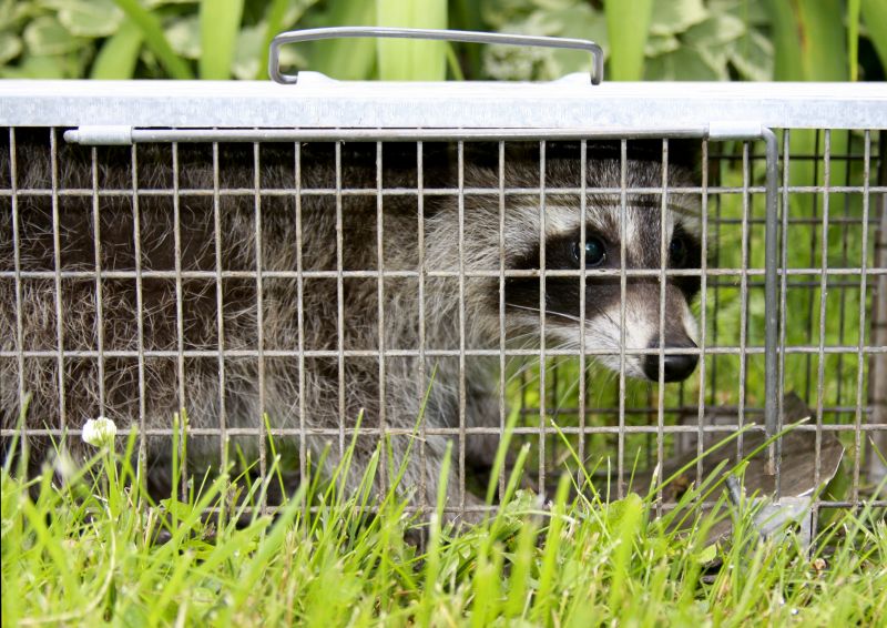Attic Racoon Removal