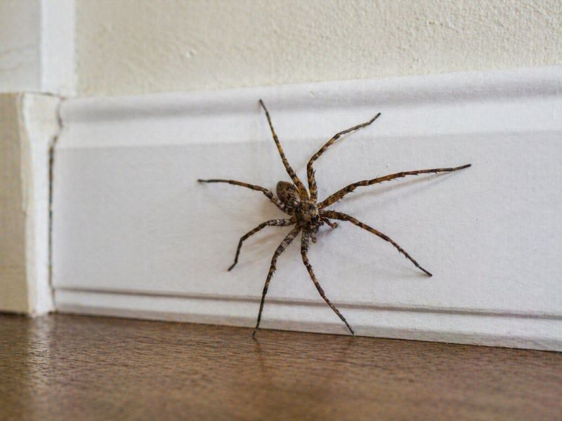 Cross Spider Extermination in Fort Worth, TX