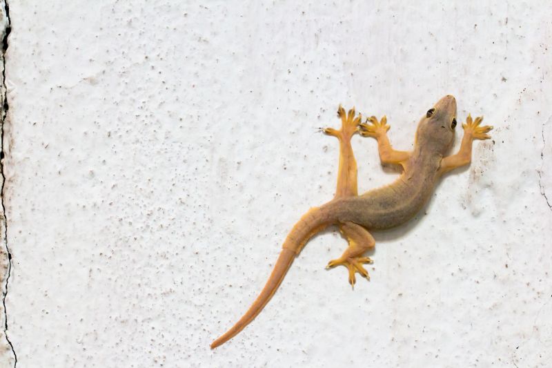 Gecko Removal