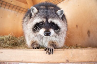 Raccoon in Attic