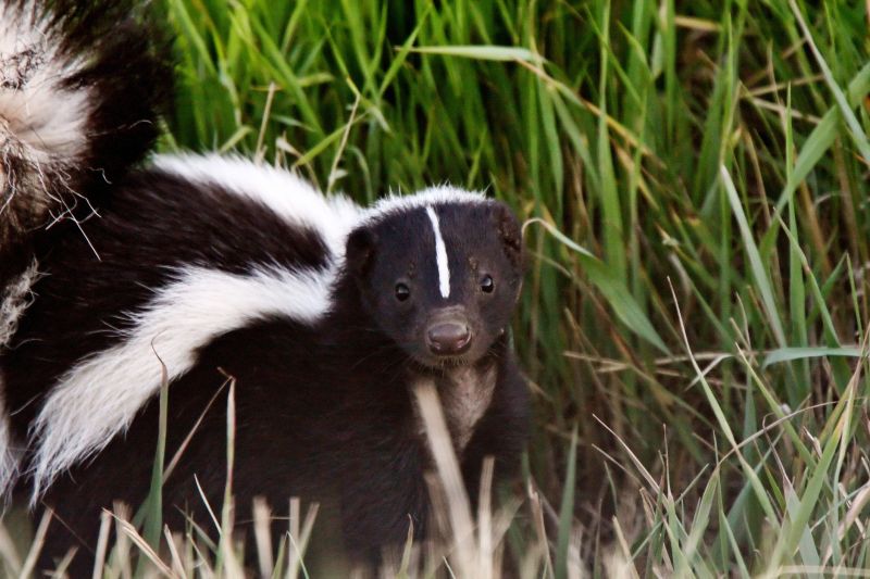 Skunk Digs