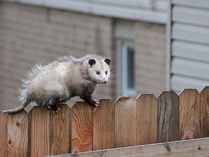 Opossum in Yard