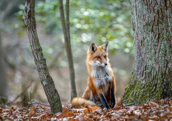 Fox Pest Control