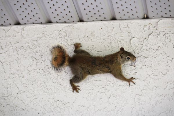 Squirrel Pest Control Service